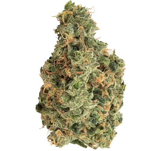 Bild Cannabisblüte avaay 35/1 SCG Super Citra G