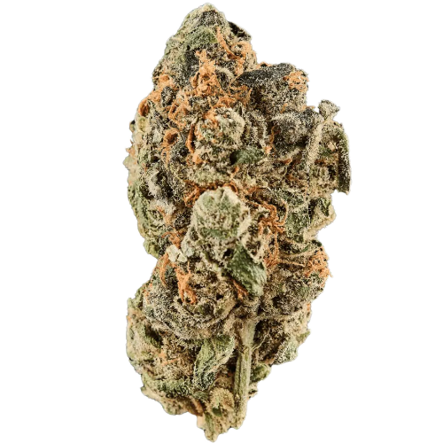 Bild Cannabisblüte Huala 22/1 CA WOT Whiteout Super Silver Haze x The White