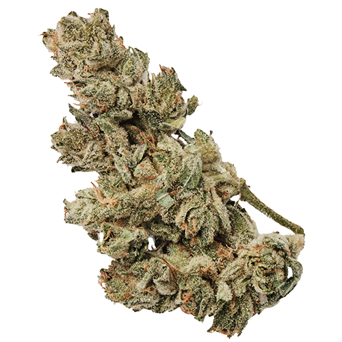 Bild Cannabisblüte 420 Natural 22/1 CA GG4 Gorilla Glue