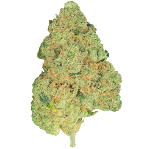 Bild Cannabisblüte Pedanios 31/1 COS-CA Cosmic Cream