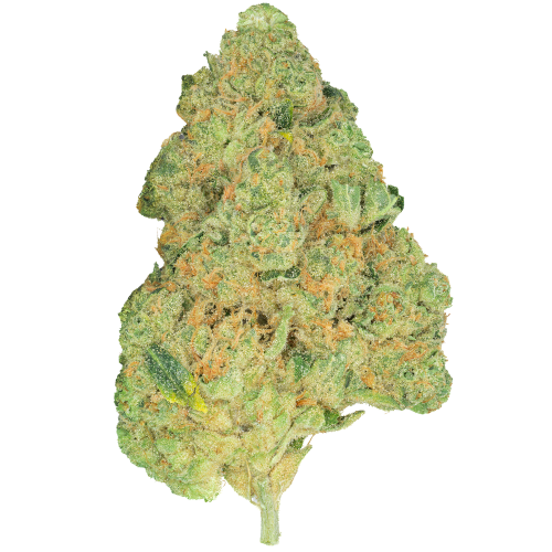 Bild Cannabisblüte Pedanios 31/1 COS-CA Cosmic Cream