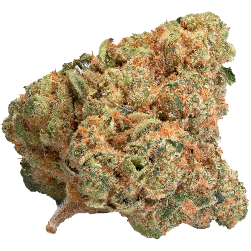 Bild Cannabisblüte Pedanios 29/1 SRD-CA Sourdough