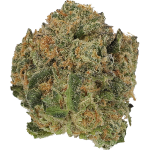 Bild Cannabisblüte Cannamedical Hybrid classic NM Critical Bilbo