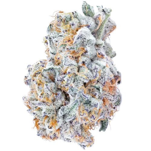 Bild Cannabisblüte avaay Signature 23/1 BYY Blueberry Yum Yum