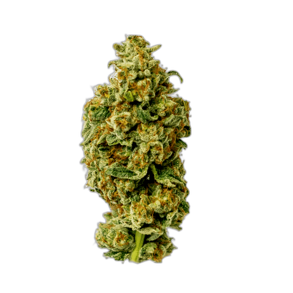 Bild Cannabisblüte Cannamedical Sativa forte NM Wedding Tree