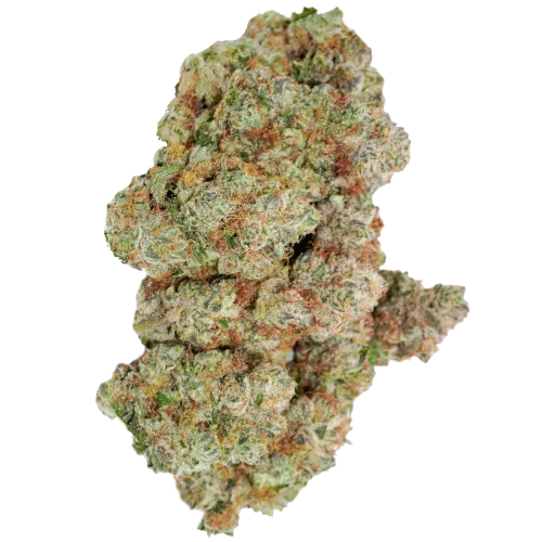 Bild Cannabisblüte avaay Signature 31/1 OGC Ocean Grown Cookies