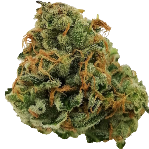 Bild Cannabisblüte avaay 28/1 KH Karel's Haze