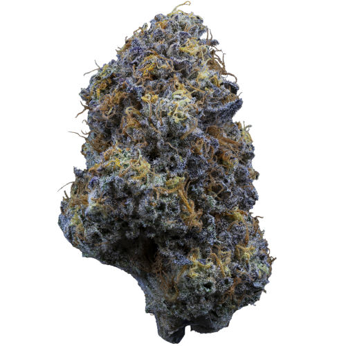 Bild Cannabisblüte 24/1 IUVO OC Fiestaz