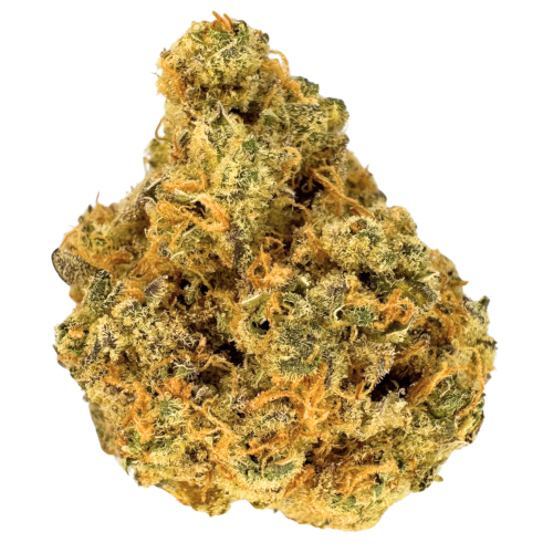 Bild Cannabisblüte J.R. Strain GT 30/1 Garlic Truffle