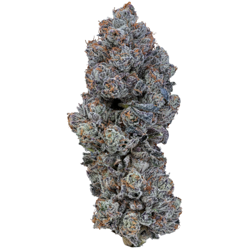 Bild Cannabisblüte 24/1 IUVO OC Neutronium