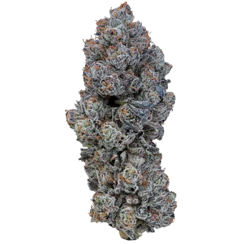Bild Cannabisblüte 24/1 IUVO OC Neutronium