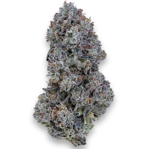 Bild Cannabisblüte 24/1 IUVO OC Tropical Orange