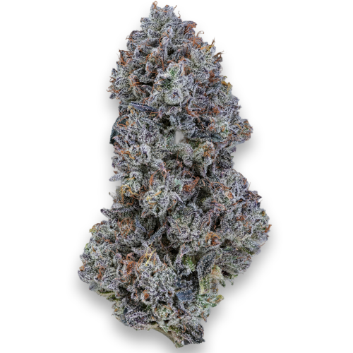 Bild Cannabisblüte 24/1 IUVO OC Tropical Orange