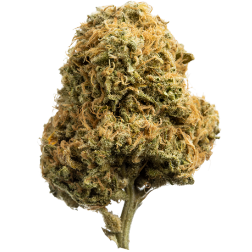 Bild Cannabisblüte avaay 21/1 BKR Black Krush