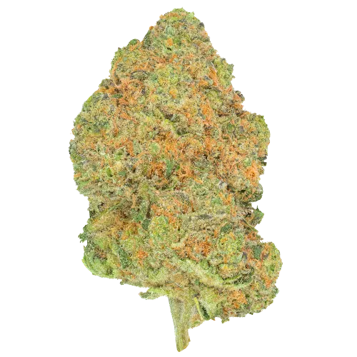 Bild Cannabisblüte Pedanios 27/1 BLY-CA Black Jelly