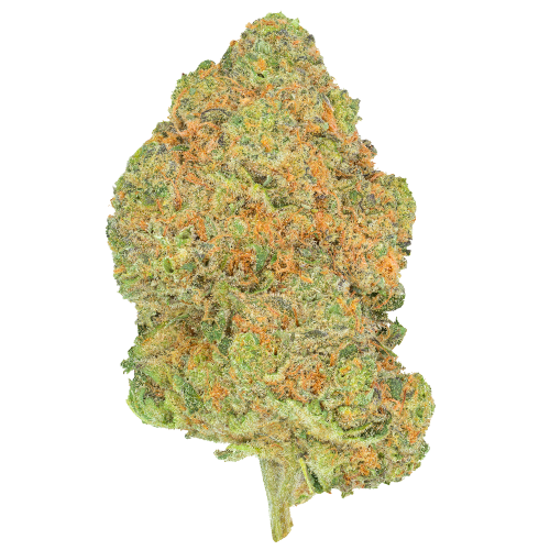 Bild Cannabisblüte Pedanios 27/1 BLY-CA Black Jelly