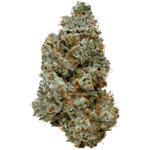 Bild Cannabisblüte 28/1 IUVO OC Orange Z
