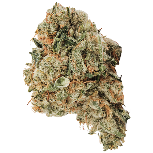 Bild Cannabisblüte 420 Evolution 30/1 CA ICC Ice Cream Cake