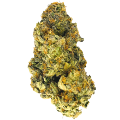 Bild Cannabisblüte Patagonia Plus TN The New