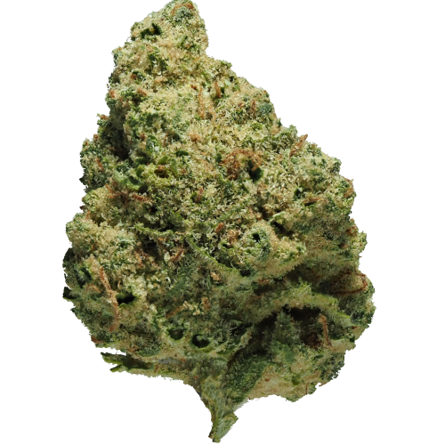 Bild Cannabisblüte avaay 23/1 CRE Creamy Kee's No.5