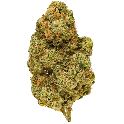 Bild Cannabisblüte Pedanios 26/1 EHD-CA Electric Honeydew