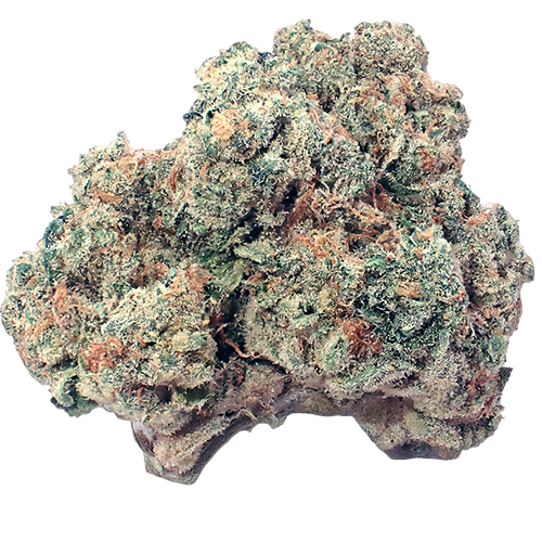 Bild Cannabisblüte Demecan CRAFT D-Jungle 31:01 Purple Punch x Jungle Cake