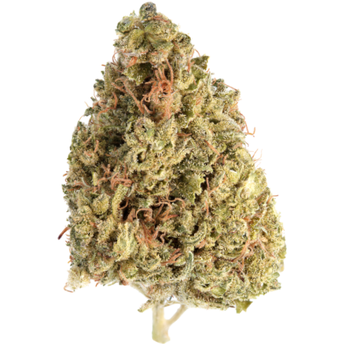 Bild Cannabisblüte Canify Cannabis flos 8/9 LS KU. Basotho Even