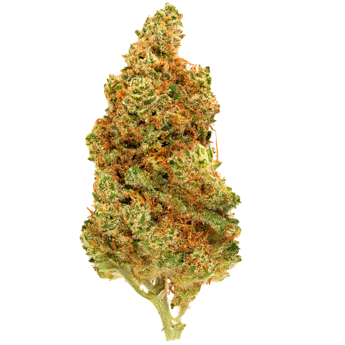 Bild Cannabisblüte Aurora 22/1 Delahaze