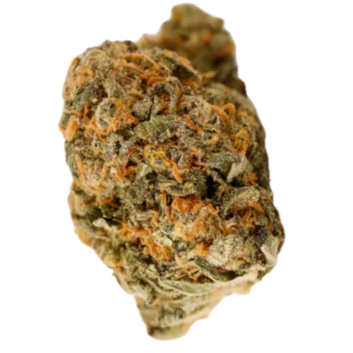 Bild Cannabisblüte Cannamedical Hybrid Forte NM Gorilla Zkittlez