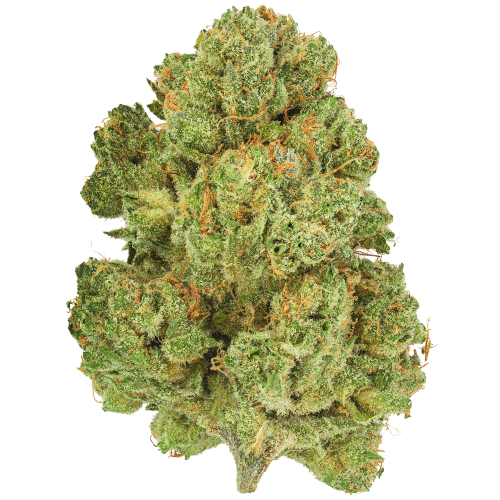 Bild Cannabisblüte Pedanios 10/13 MBE-CA Moon Berry