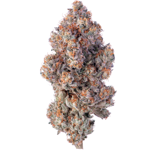 Bild Cannabisblüte avaay Khalifa 28/1 KM Khalifa Mints