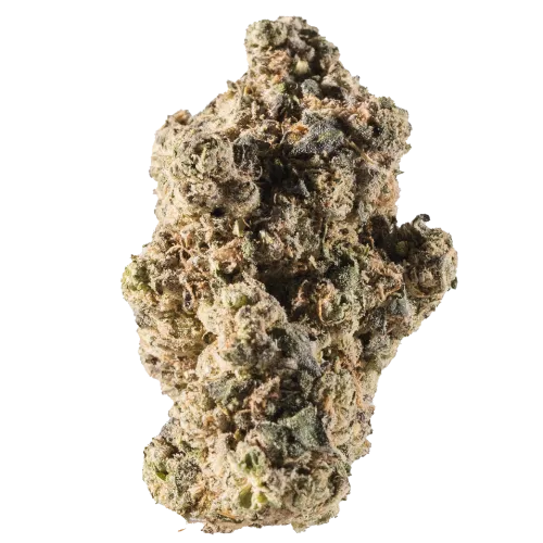 Bild Cannabisblüte avaay Signature 31/1 GOG Gossip Gun