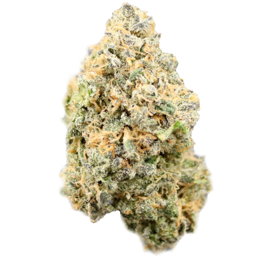 Bild Cannabisblüte avaay 24/1 BPM Baby Pam