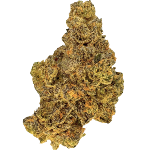 Bild Cannabisblüte J.R. Strain GP 31/1 Gastro Pop
