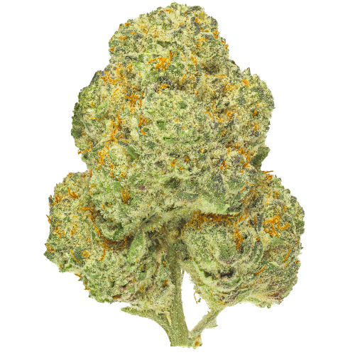 Bild Cannabisblüte Pedanios 28/1 CMK-CA Chemango Kush