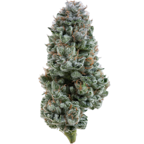 Bild Cannabisblüte aleph Ruby 24/1 Kosher Tangie