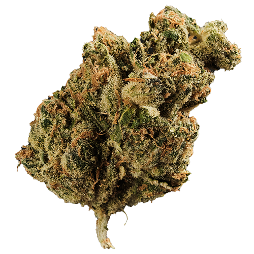 Bild Cannabisblüte 420 Evolution 22/1 CA PLD Plum Driver