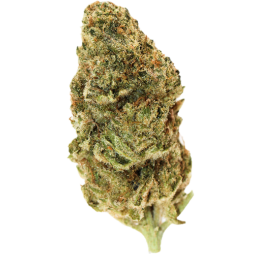 Bild Cannabisblüte All Nations TT 25/1 Tropic Thunder