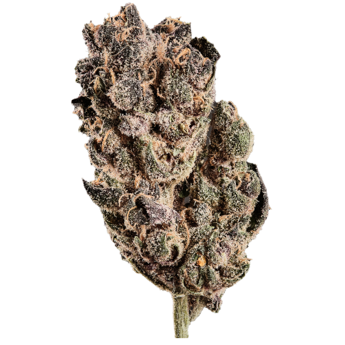 Bild Cannabisblüte 420 Natural 17/1 CA TRP Tropicana Cookies