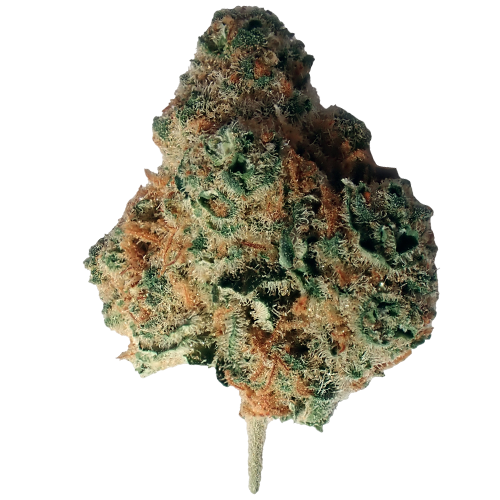 Bild Cannabisblüte Demecan 22:01 Florestura Super Haze X Amnesia