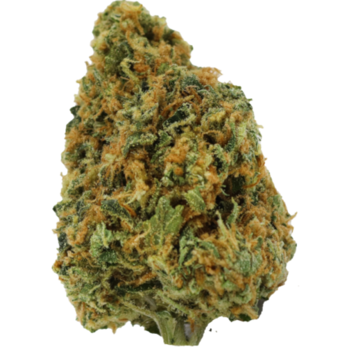 Bild Cannabisblüte avaay 28/1 CK Critical Kush