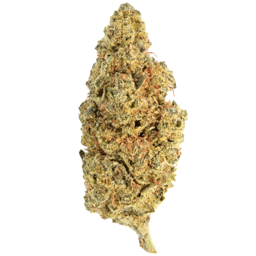 Bild Cannabisblüte Canify Cannabis flos 18/1 LS Ku. Khanya Select