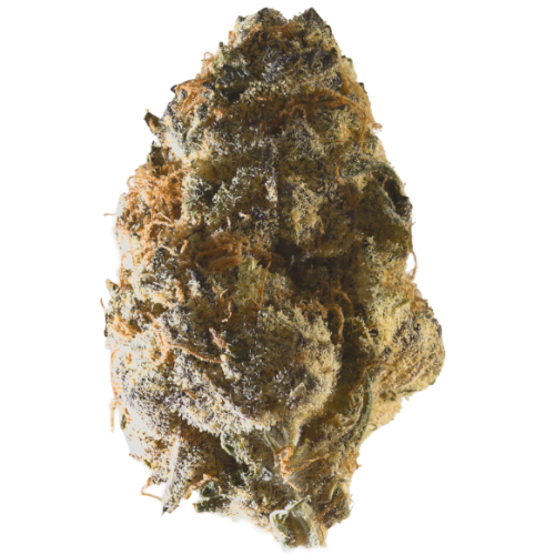 Bild Cannabisblüte Gestion Cannabec PC 21/1 Petrol Cookies