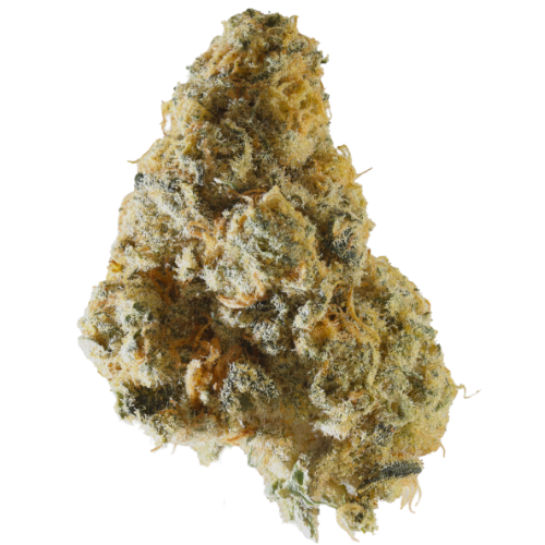 Bild Cannabisblüte Gestion Cannabec OS 21/1 Oreoz Supreme