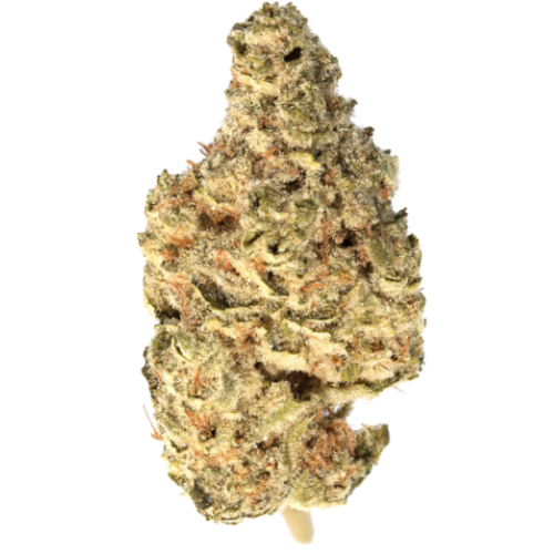 Bild Cannabisblüte Canify Cannabis Flos 23/1 CSF Ku. Bashengo