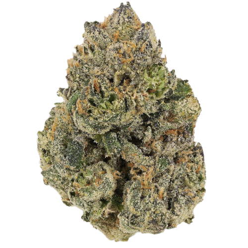 Bild Cannabisblüte Cannamedical CM 28/1 Craft Lotus Midnight Lotus