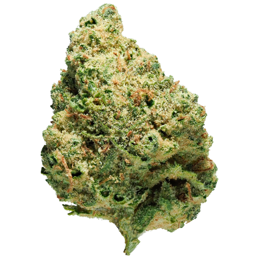 Bild Cannabisblüte AVAAY Simple 24/1 Creamy Kees No.5