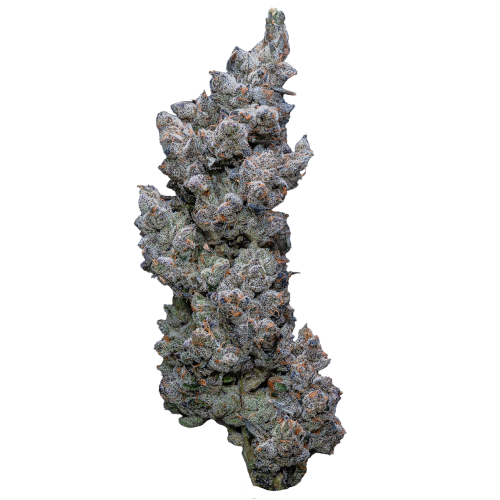 Bild Cannabisblüte 30/1 IUVO SQ Apples & Bananas