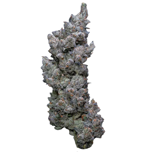 Bild Cannabisblüte 32/1 IUVO SQ Apples & Bananas