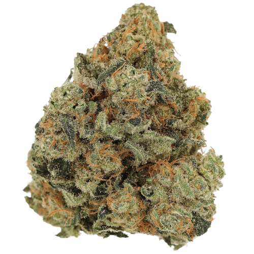 Bild Cannabisblüte Luana 20/1 GSC Girl Scout Cookies